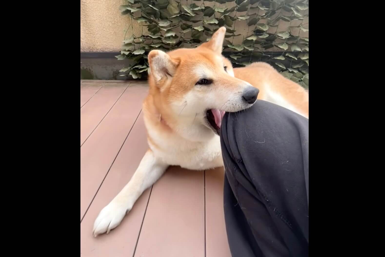 柴犬,動画
