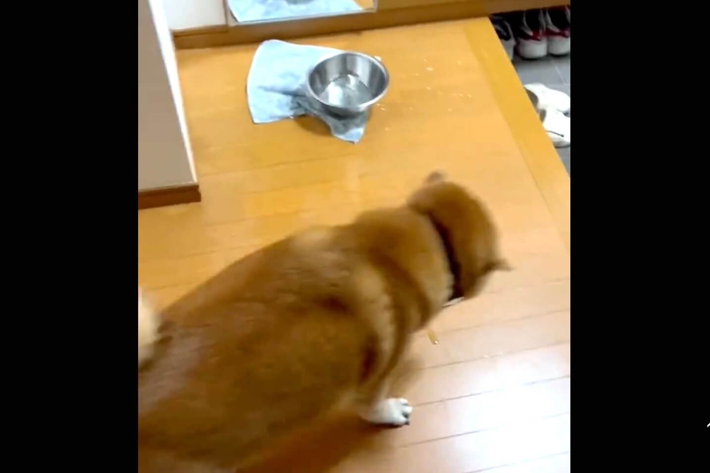 柴犬,動画