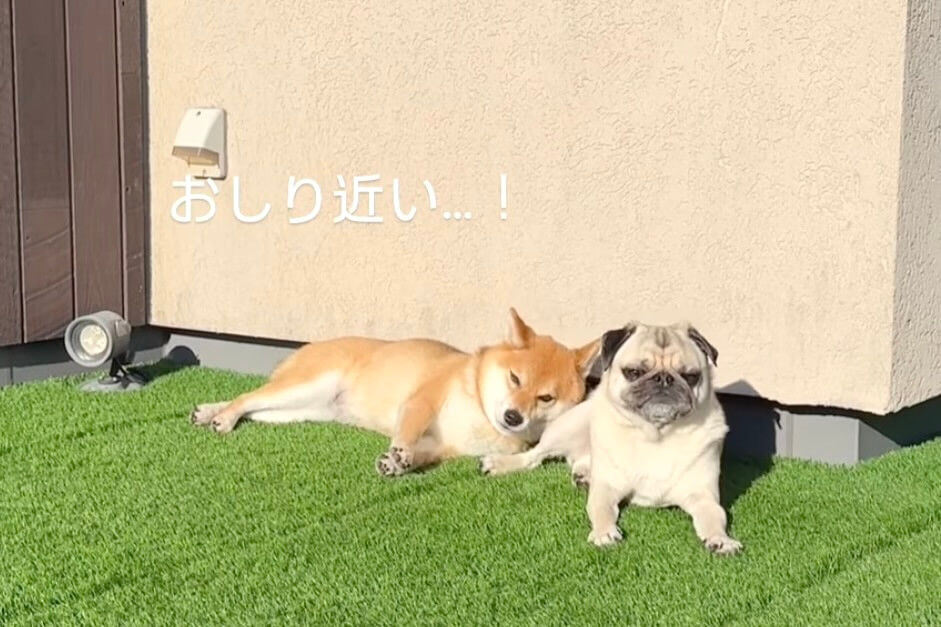 柴犬,動画