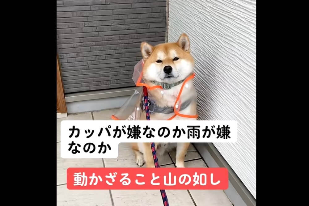 柴犬,動画
