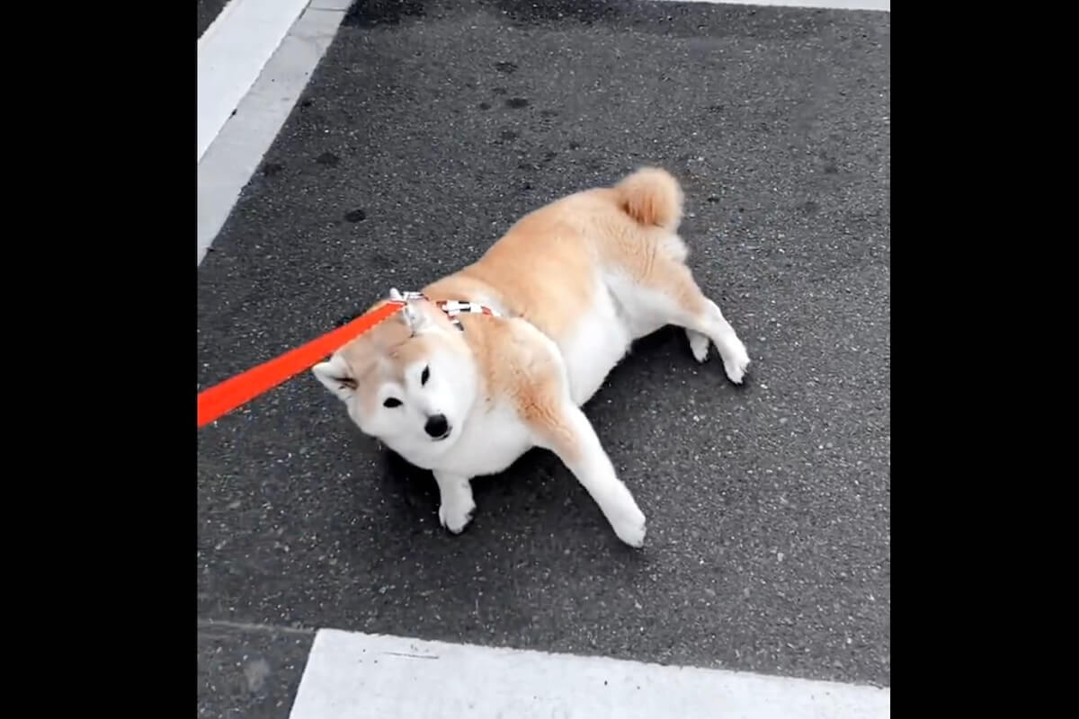 柴犬,動画