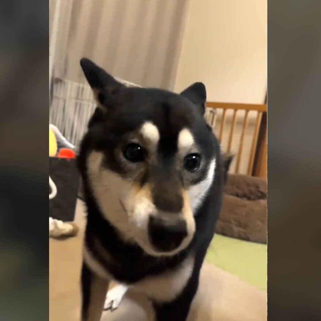 柴犬,動画