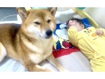 柴犬,動画