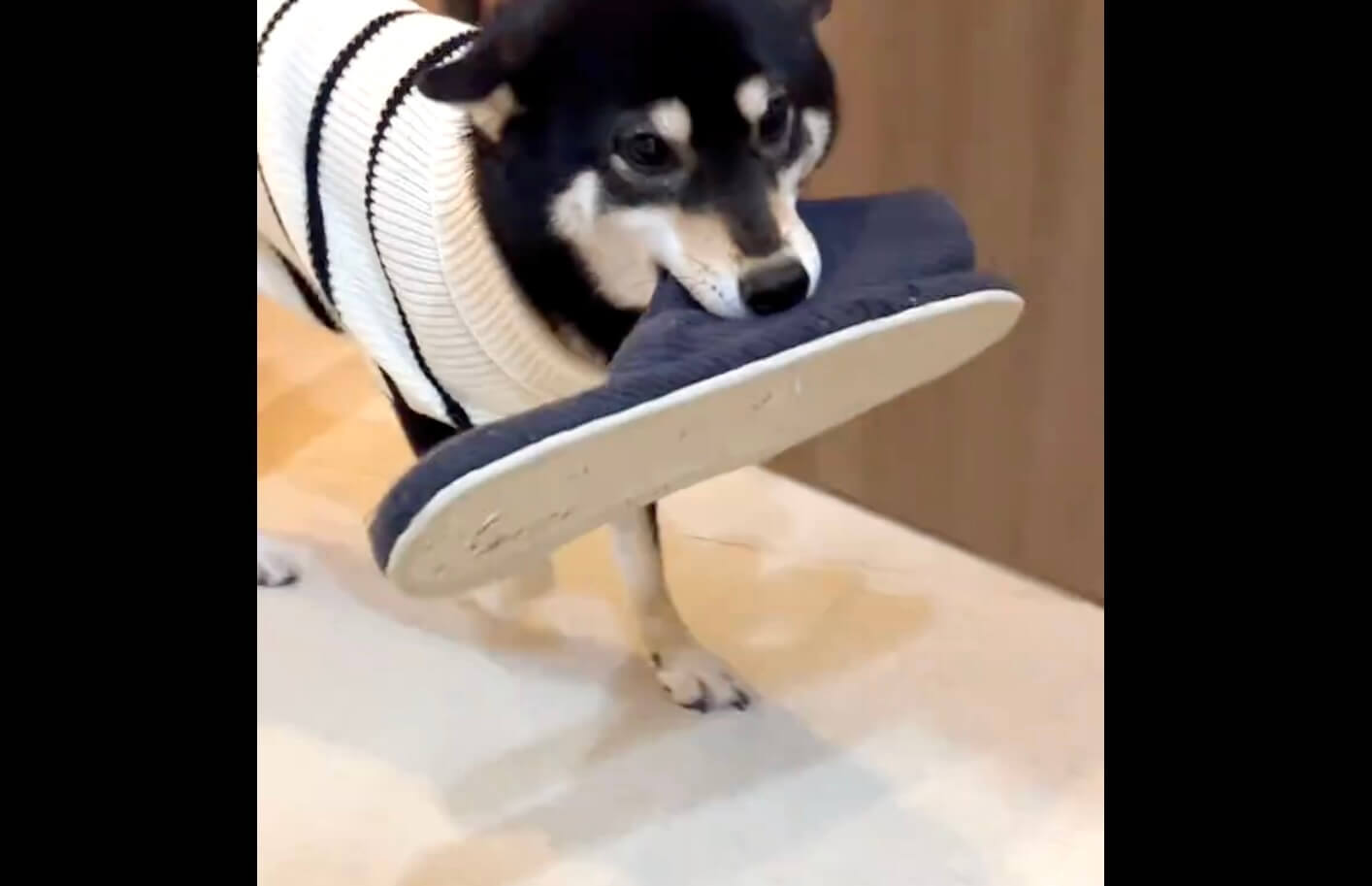 柴犬,動画