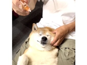 柴犬,動画