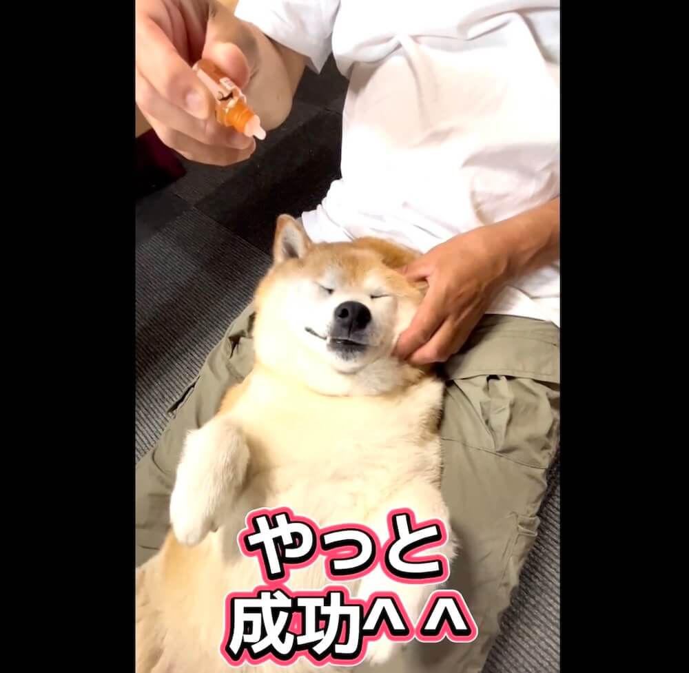 柴犬,動画