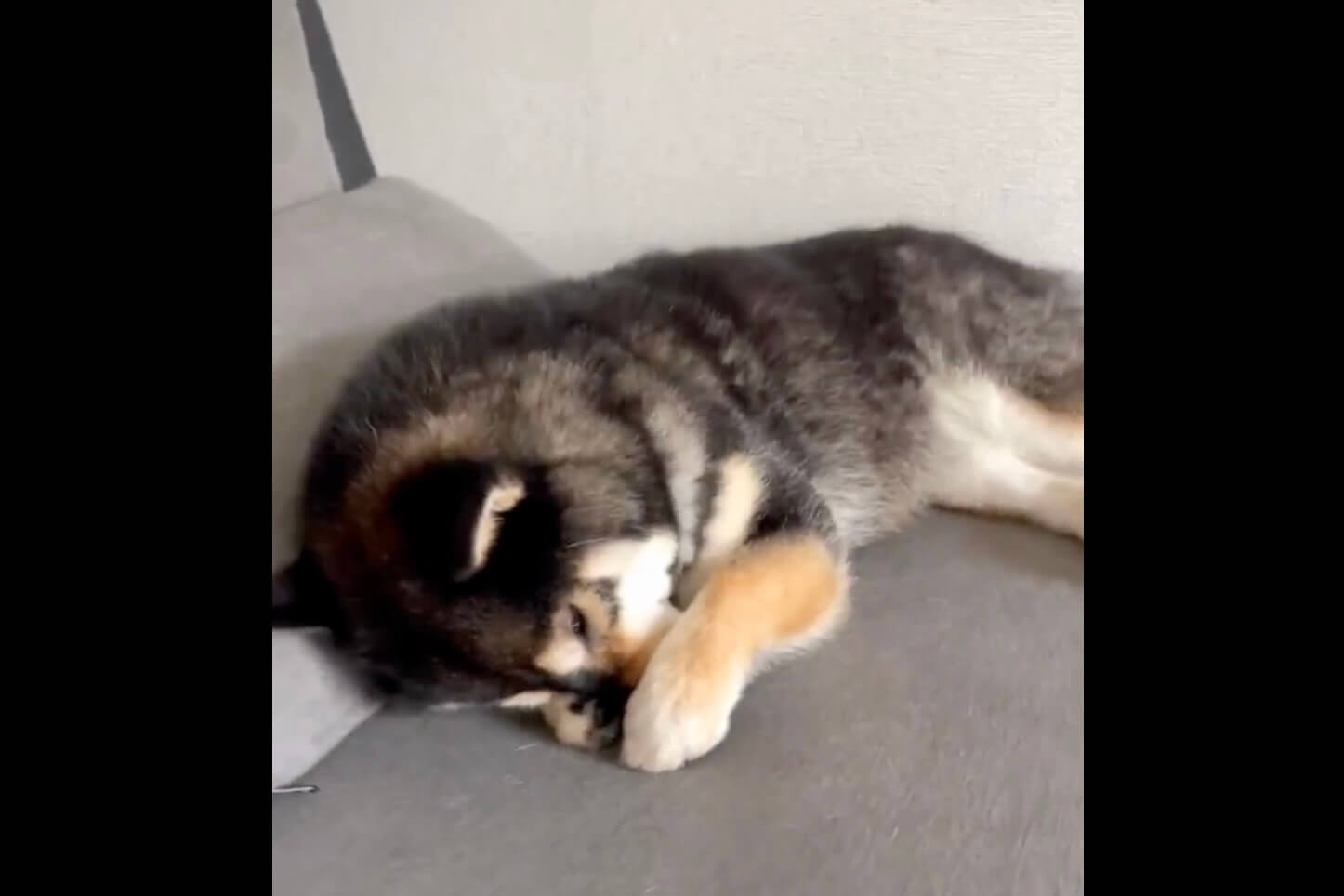 柴犬,動画