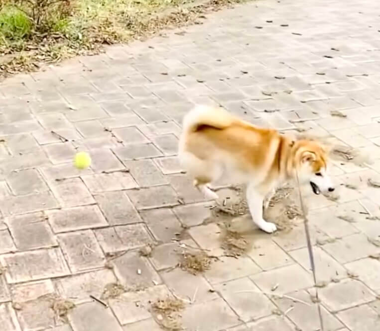 柴犬,動画
