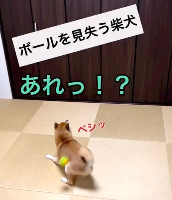 柴犬,動画