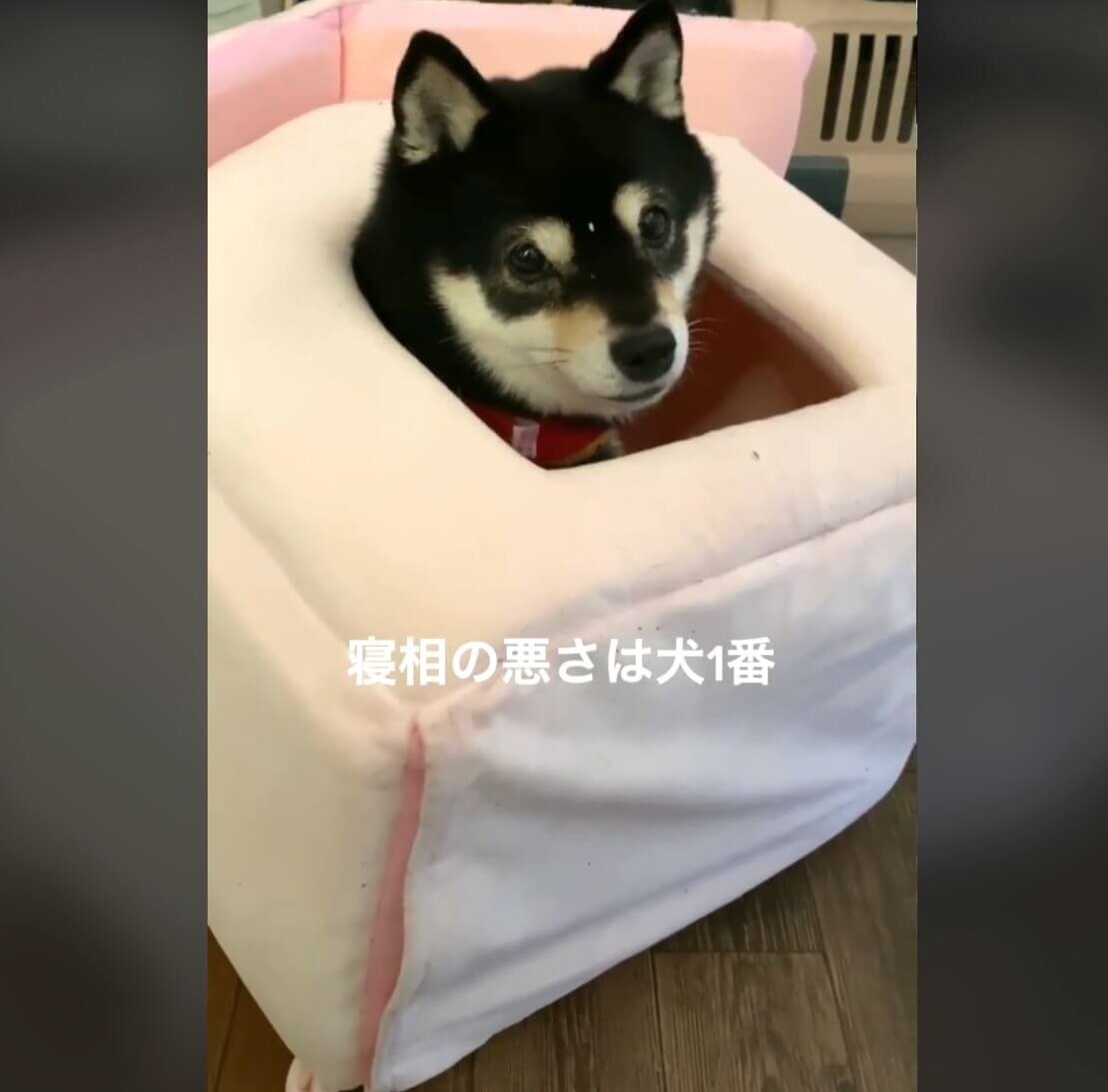 柴犬,動画