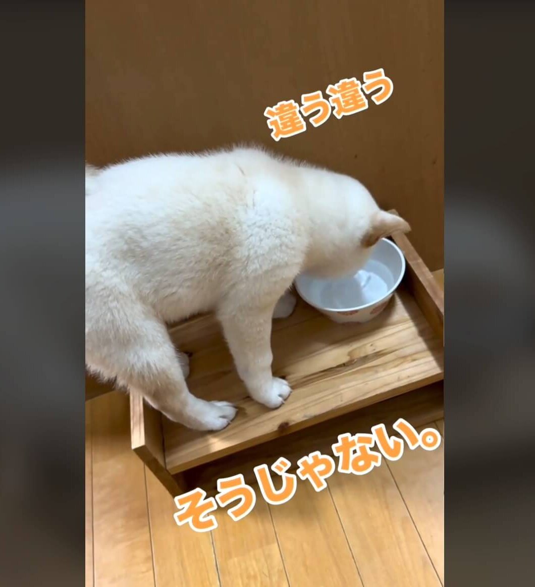 柴犬,動画