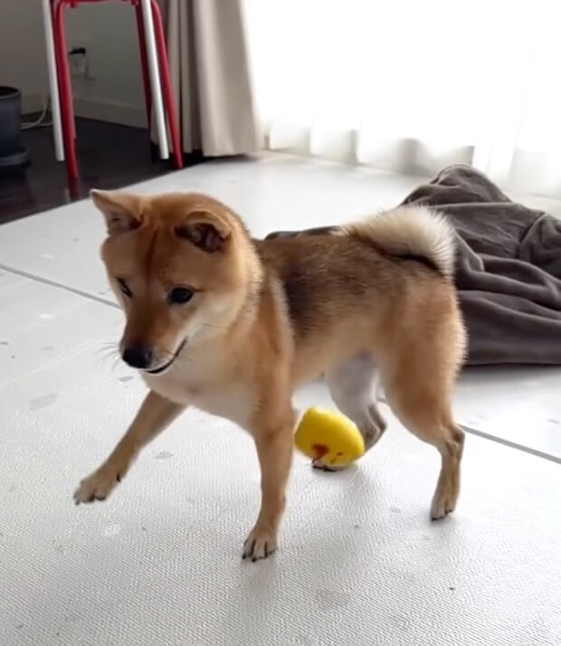 柴犬,動画