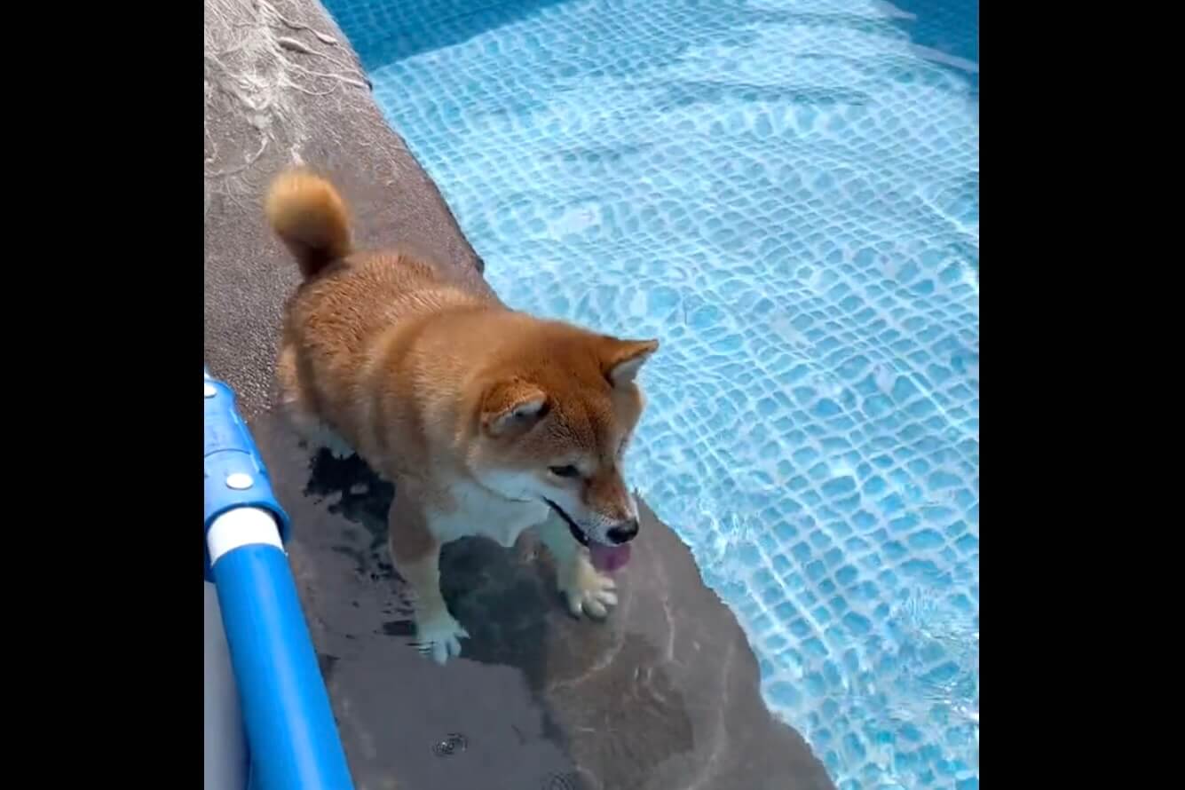 柴犬,動画