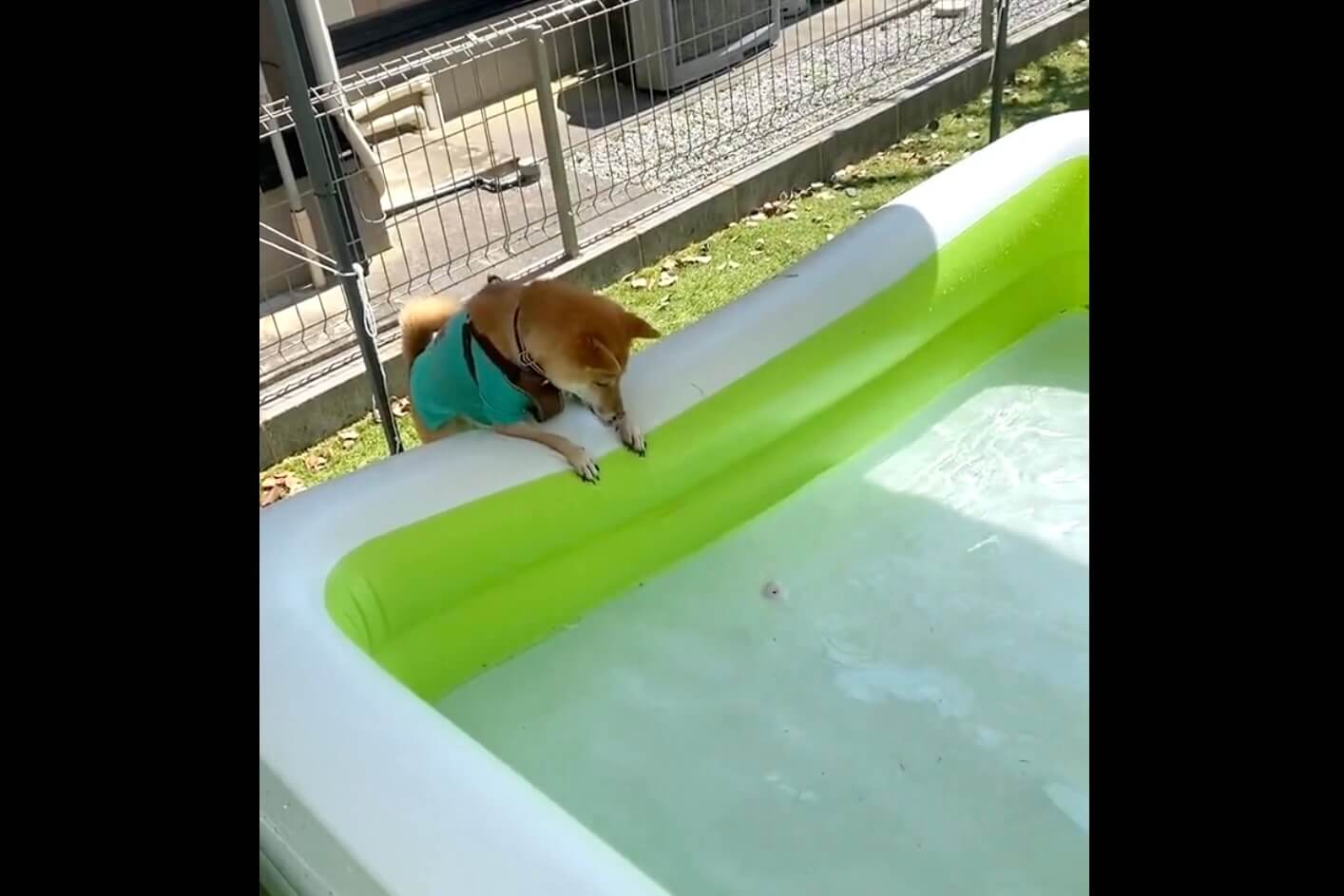 柴犬,動画
