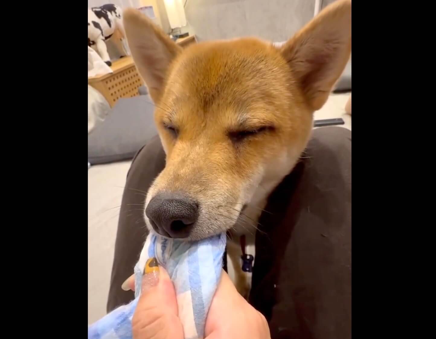 柴犬,動画