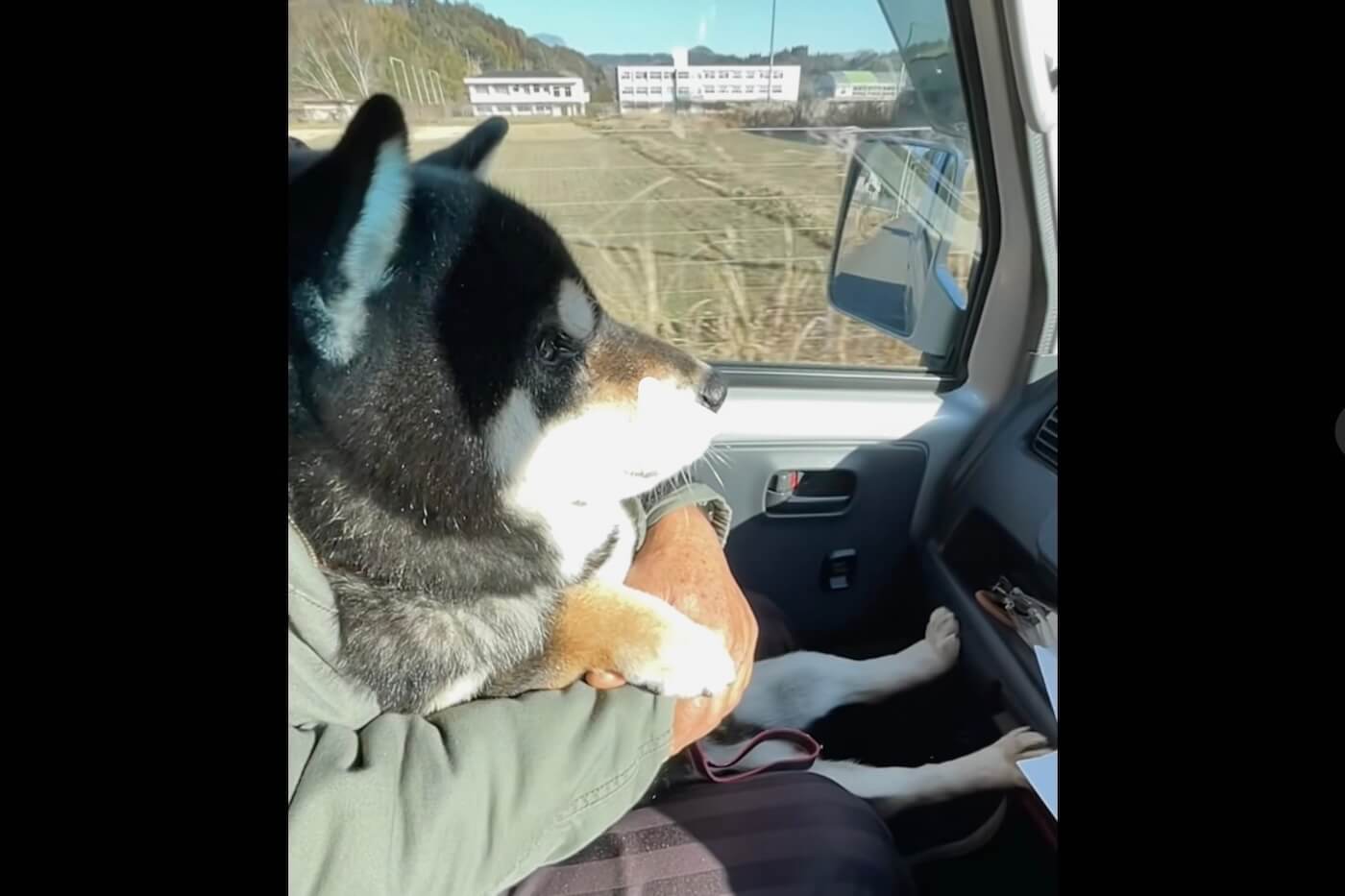 柴犬,動画