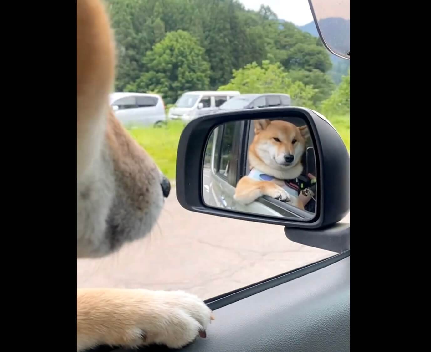 柴犬,動画