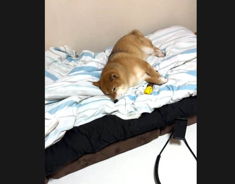 柴犬,動画