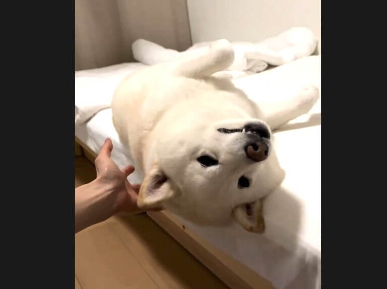 柴犬,動画