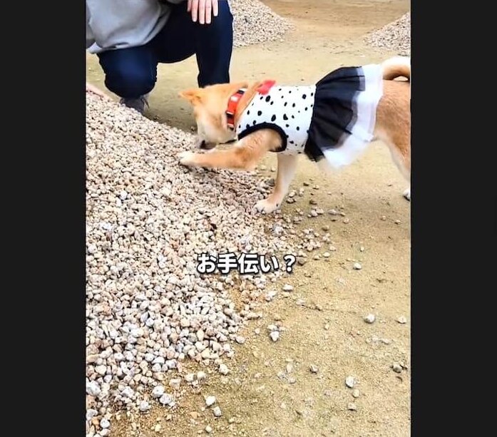 柴犬,動画