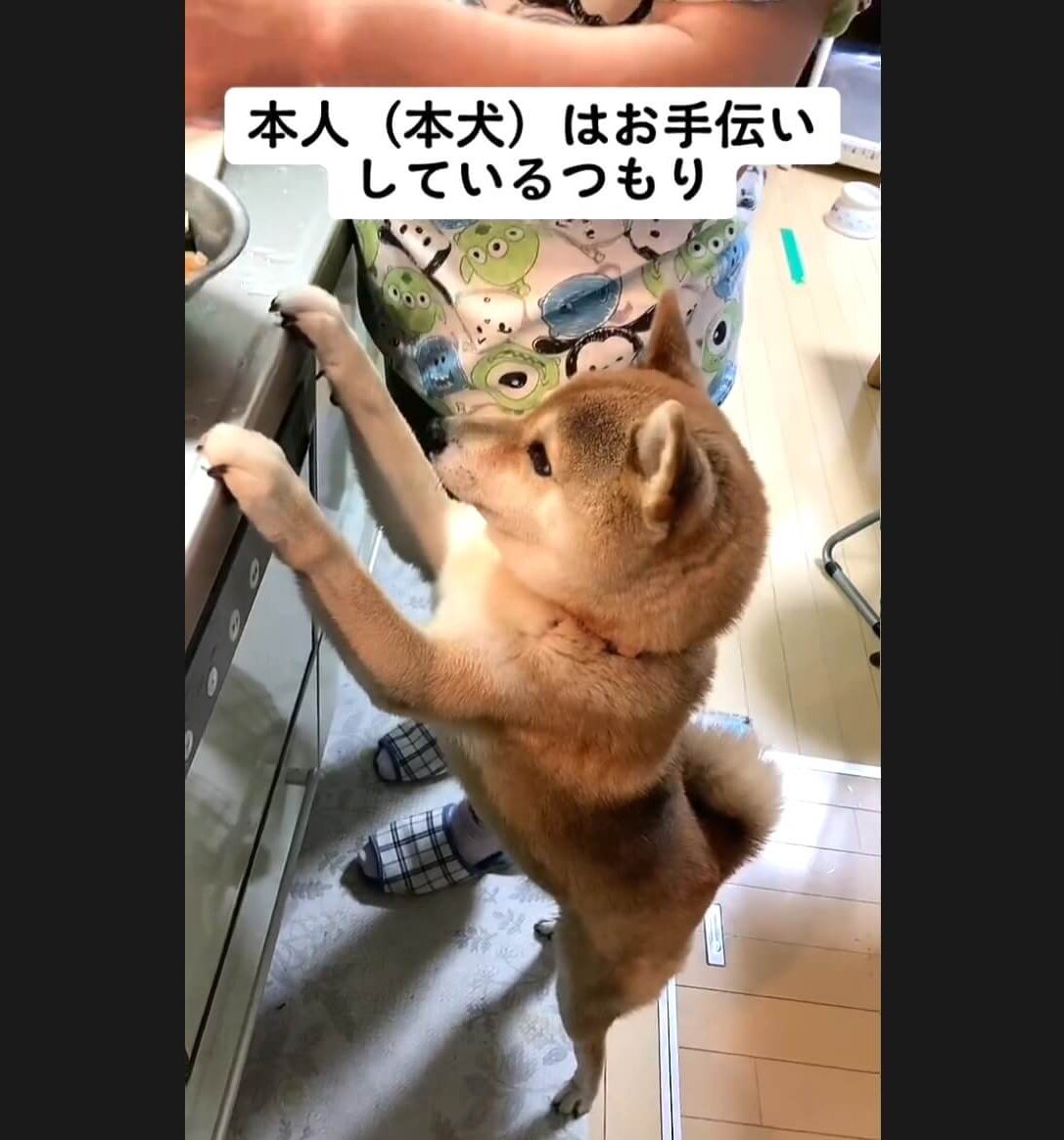 柴犬,動画
