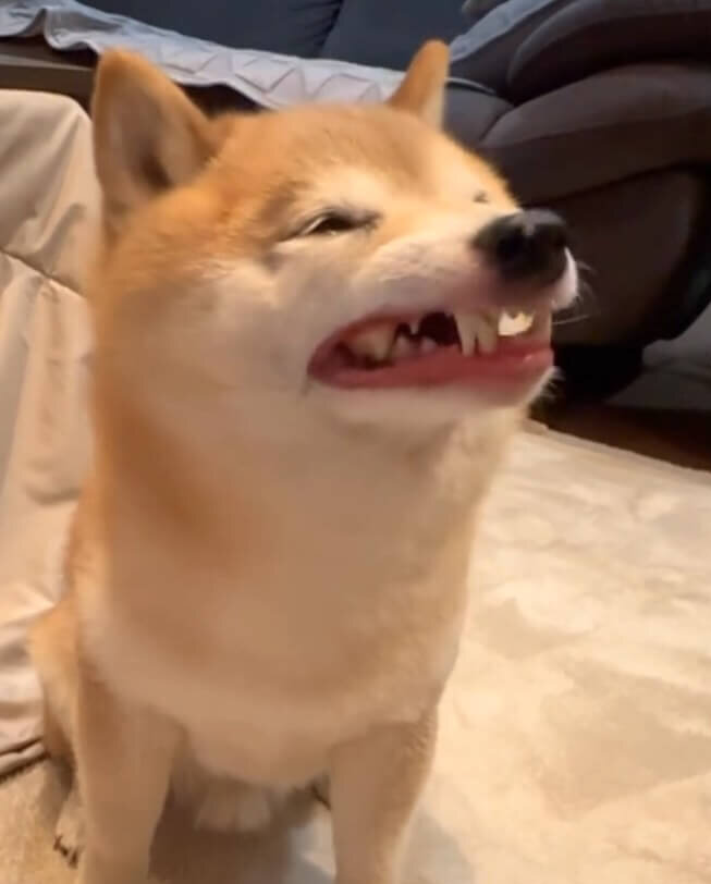 柴犬,動画