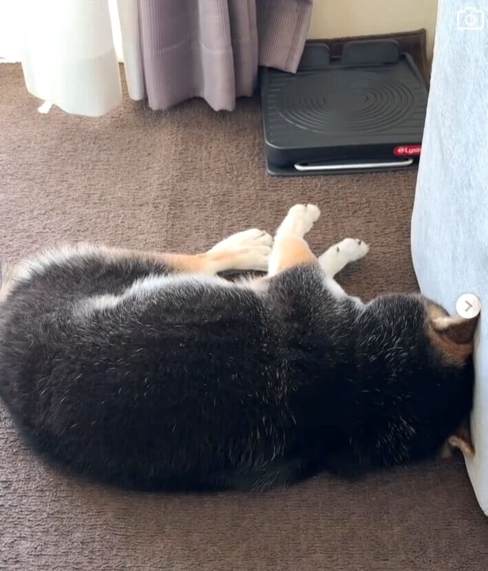 柴犬,動画