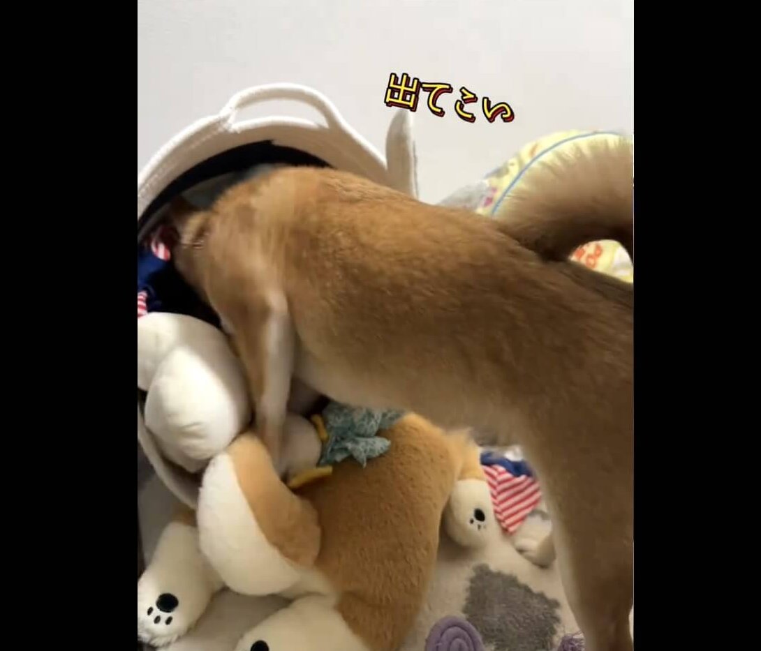 柴犬,動画