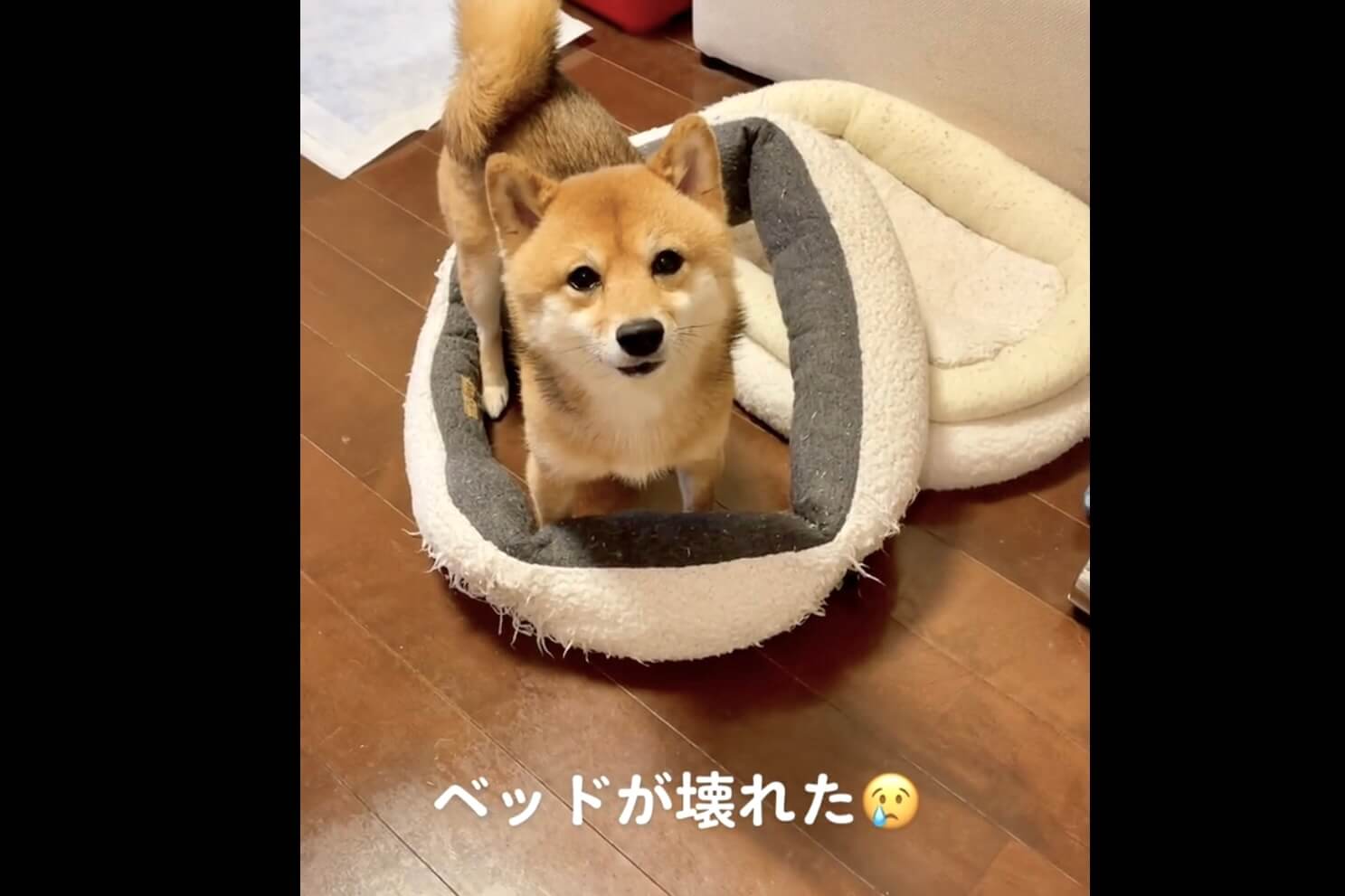 柴犬,動画