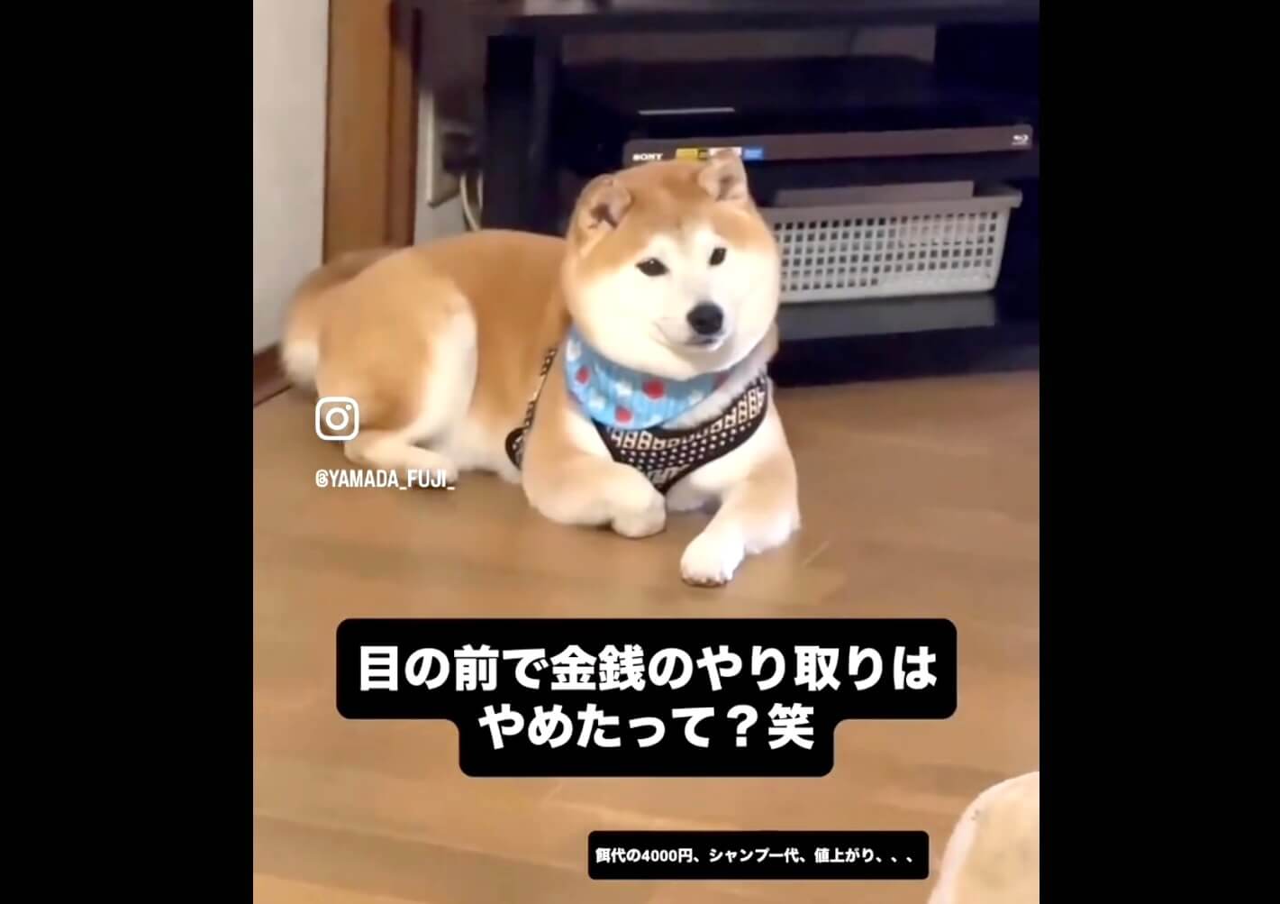 柴犬,動画