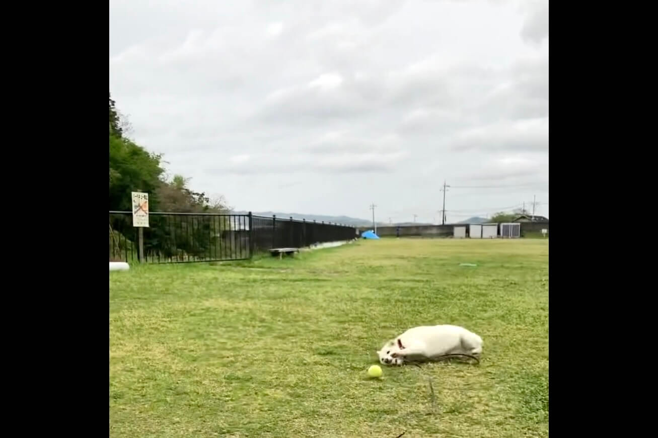 柴犬,動画