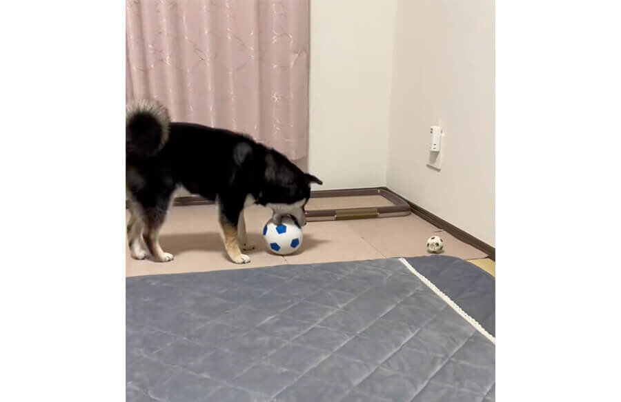 柴犬,動画
