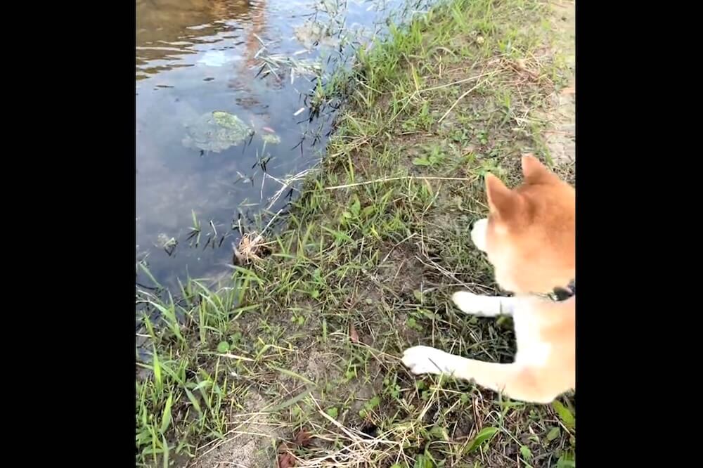 柴犬,動画