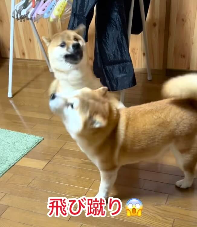柴犬,動画