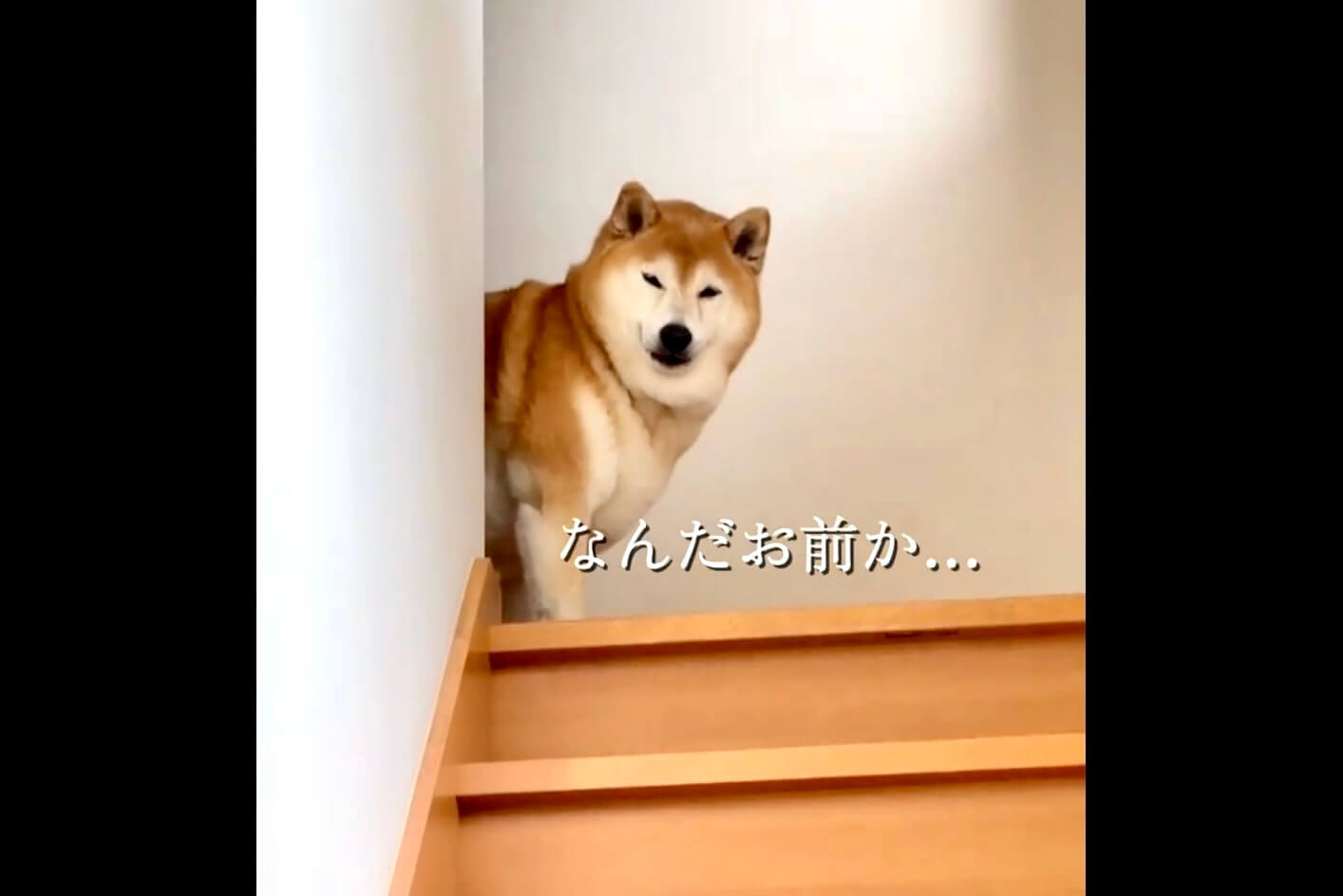 柴犬,動画