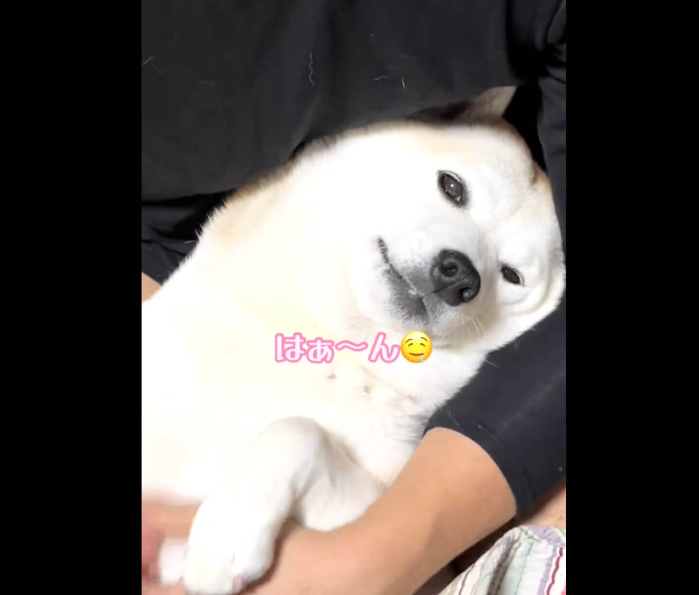 柴犬,動画