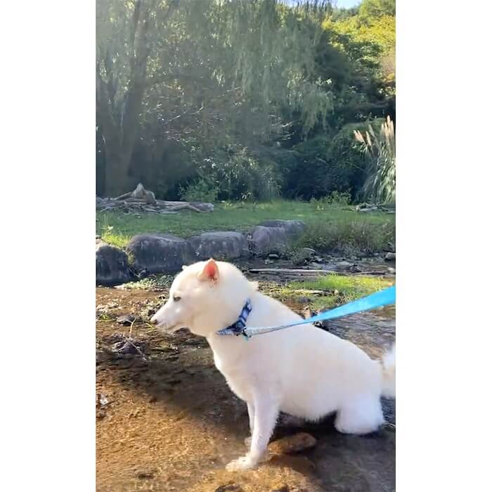 柴犬,動画