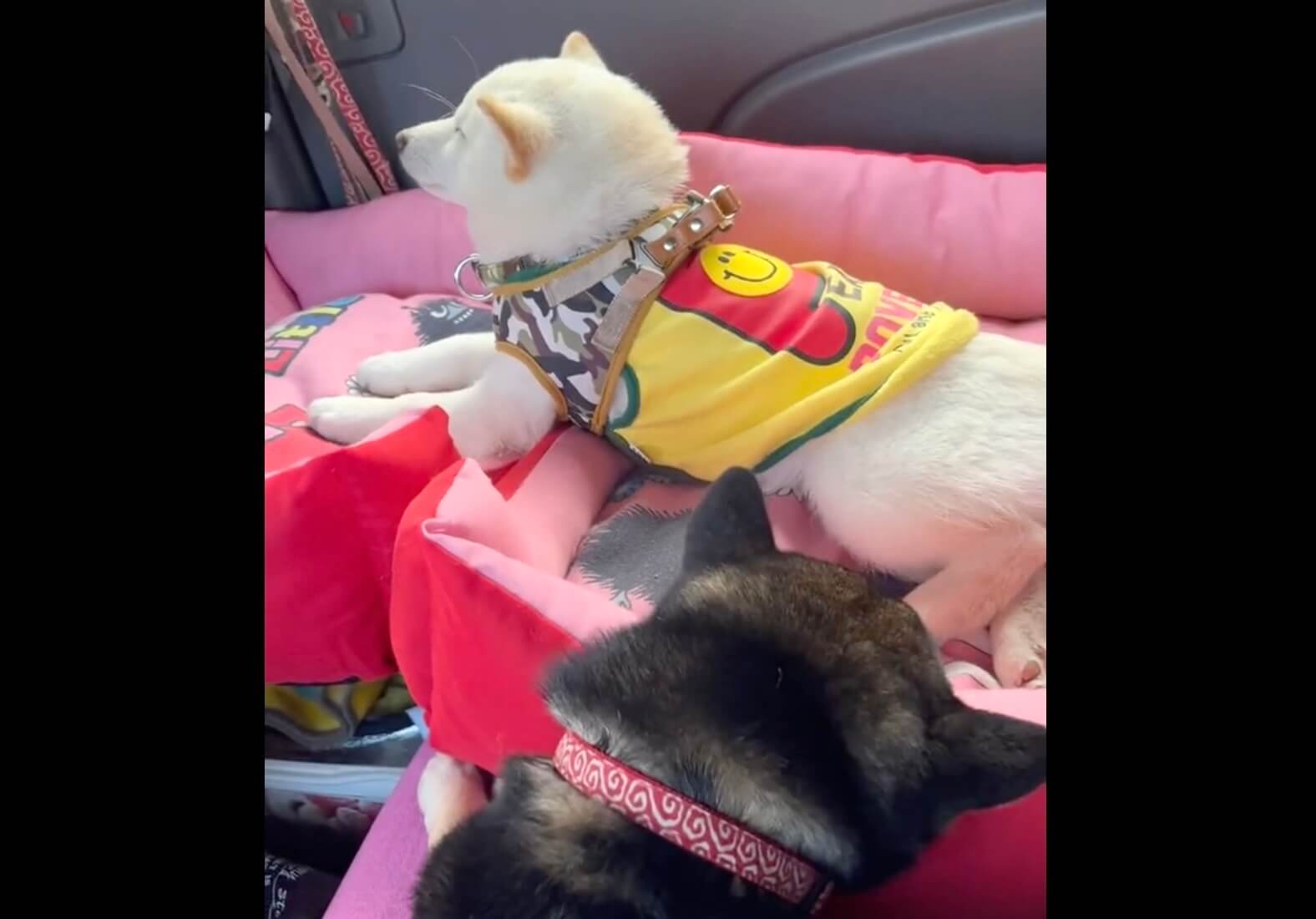 柴犬,動画