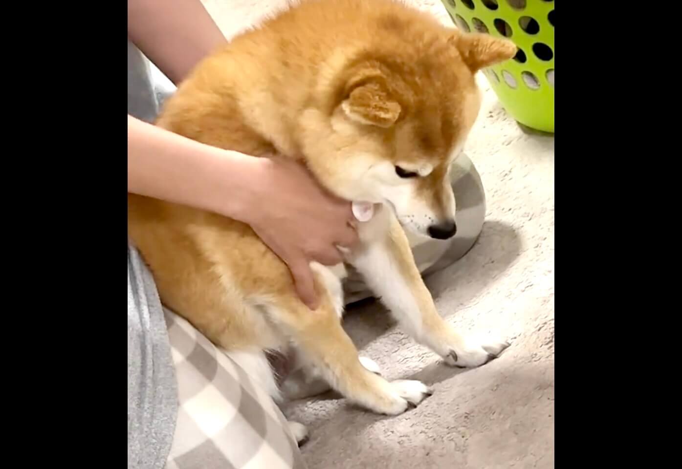 柴犬,動画