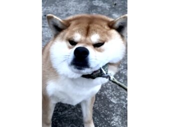 柴犬,動画