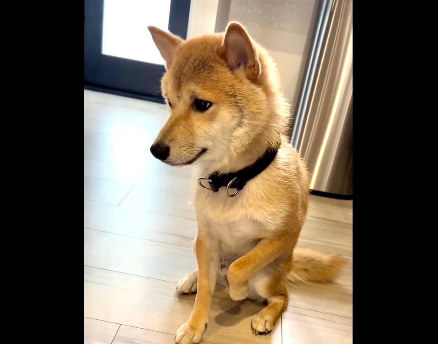 柴犬,動画