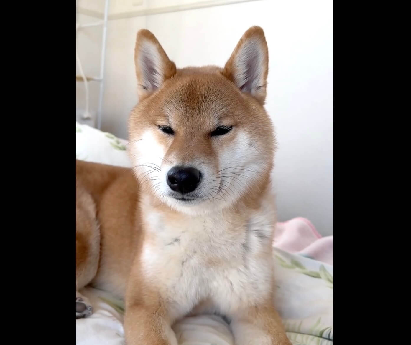 柴犬,動画