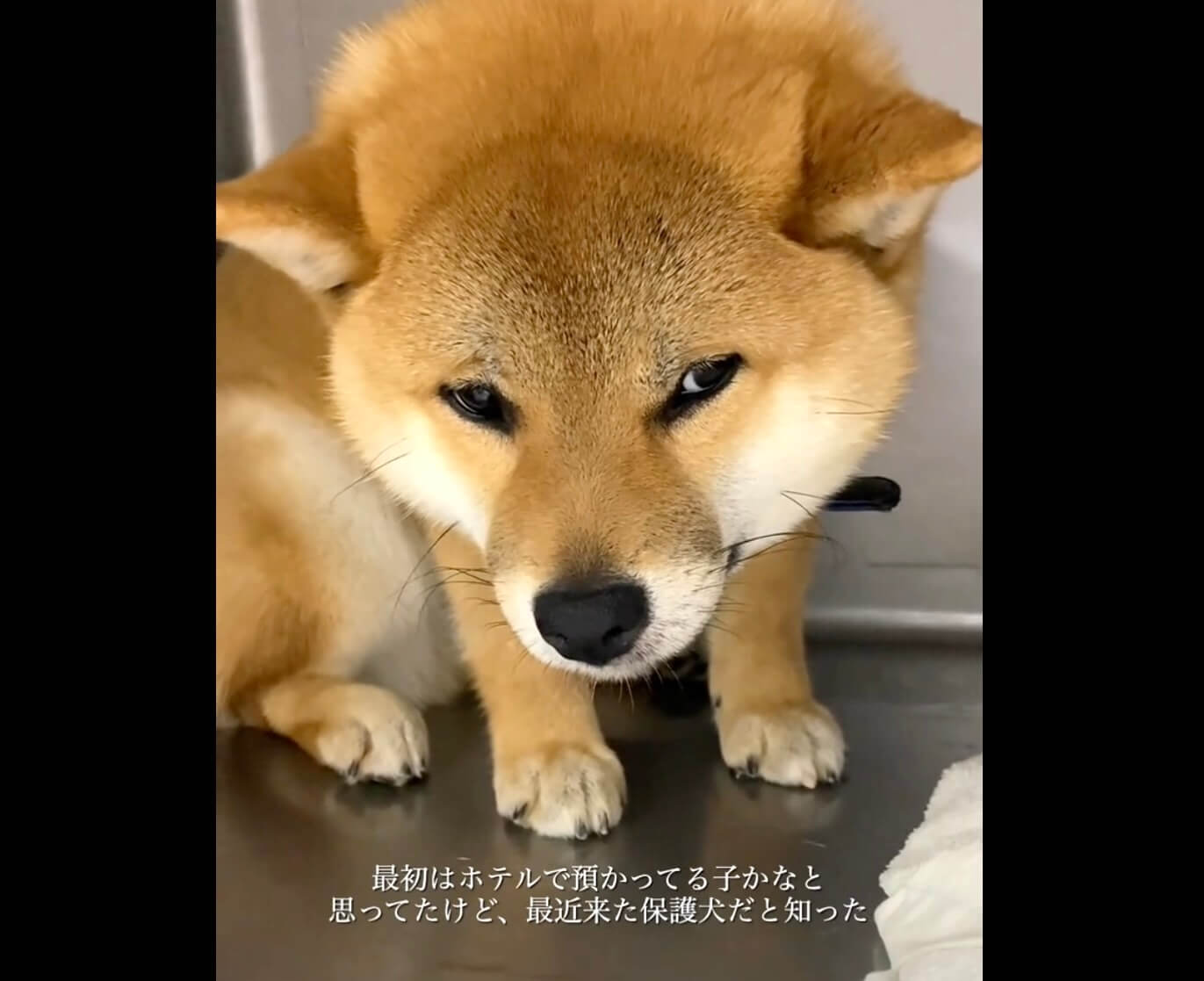 柴犬,動画