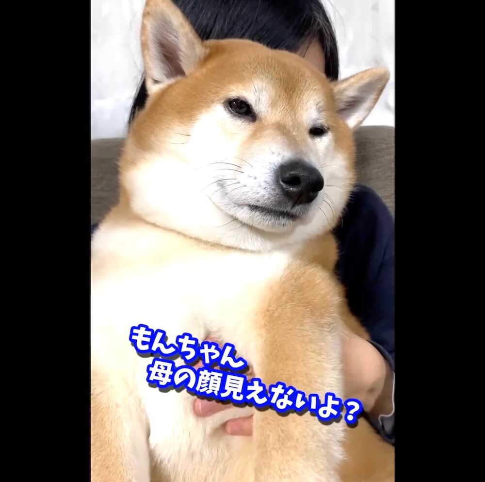 柴犬,動画