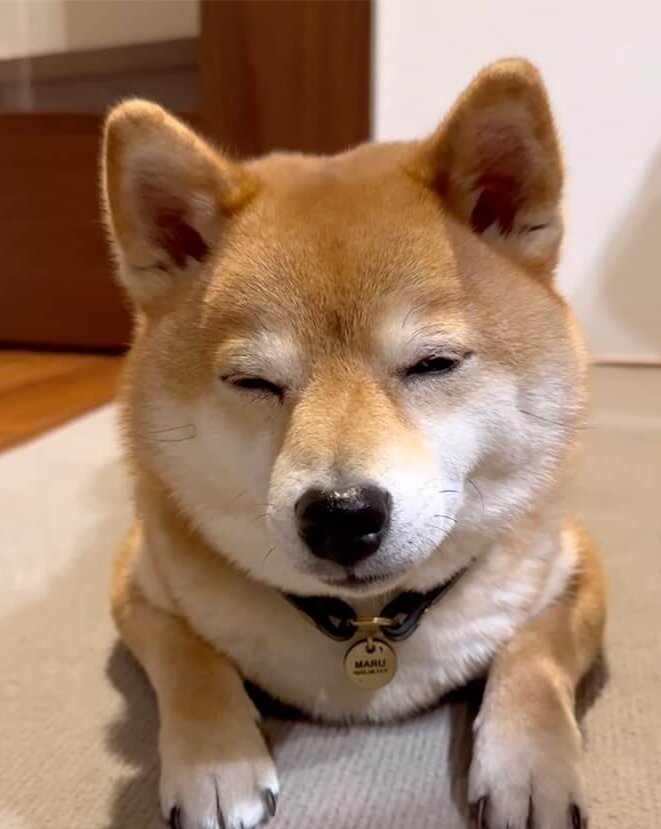 柴犬,動画