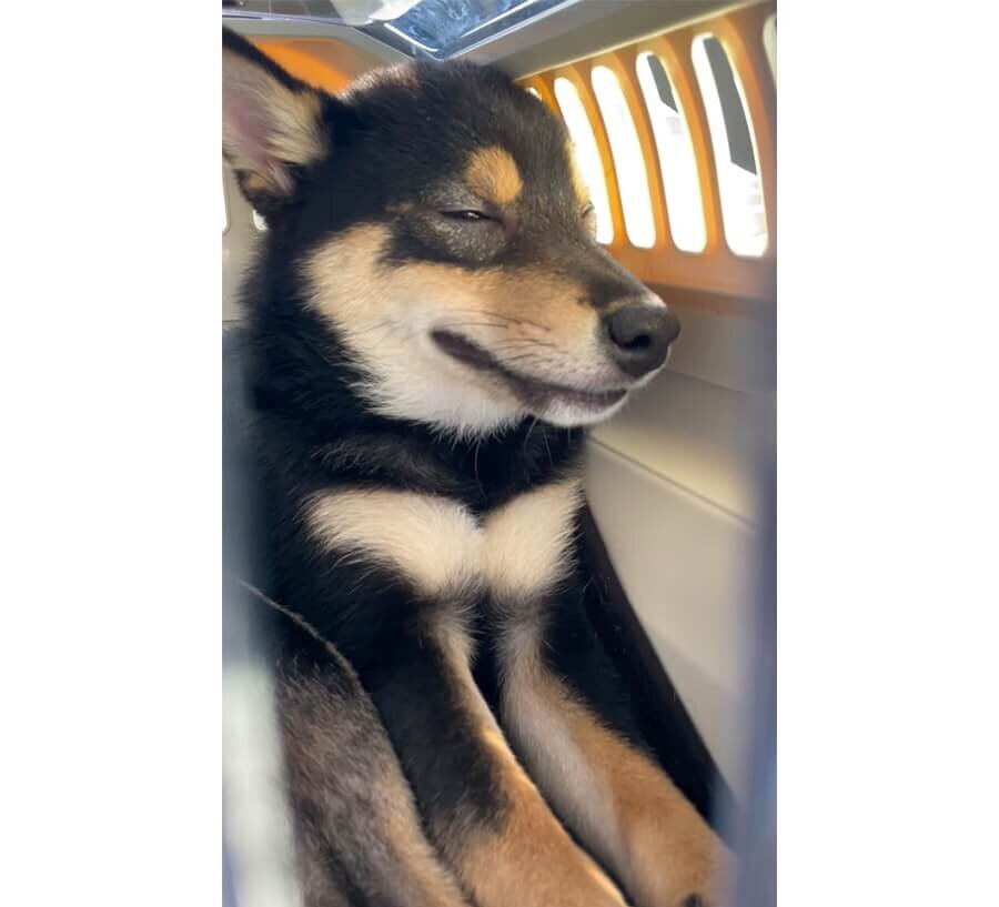 柴犬,動画