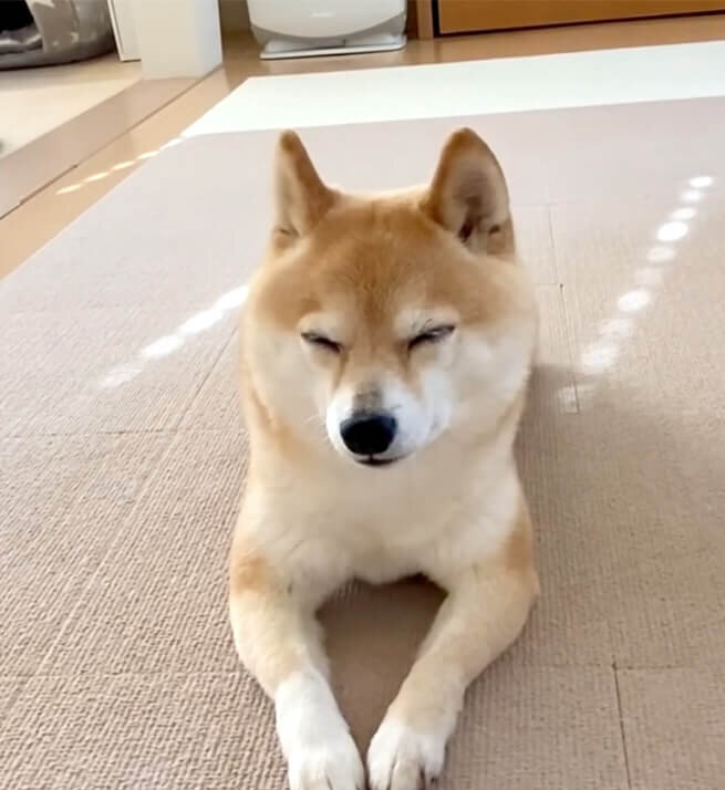 柴犬,動画