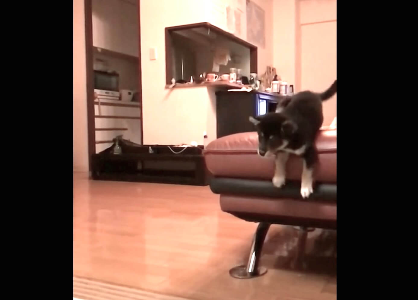柴犬,動画