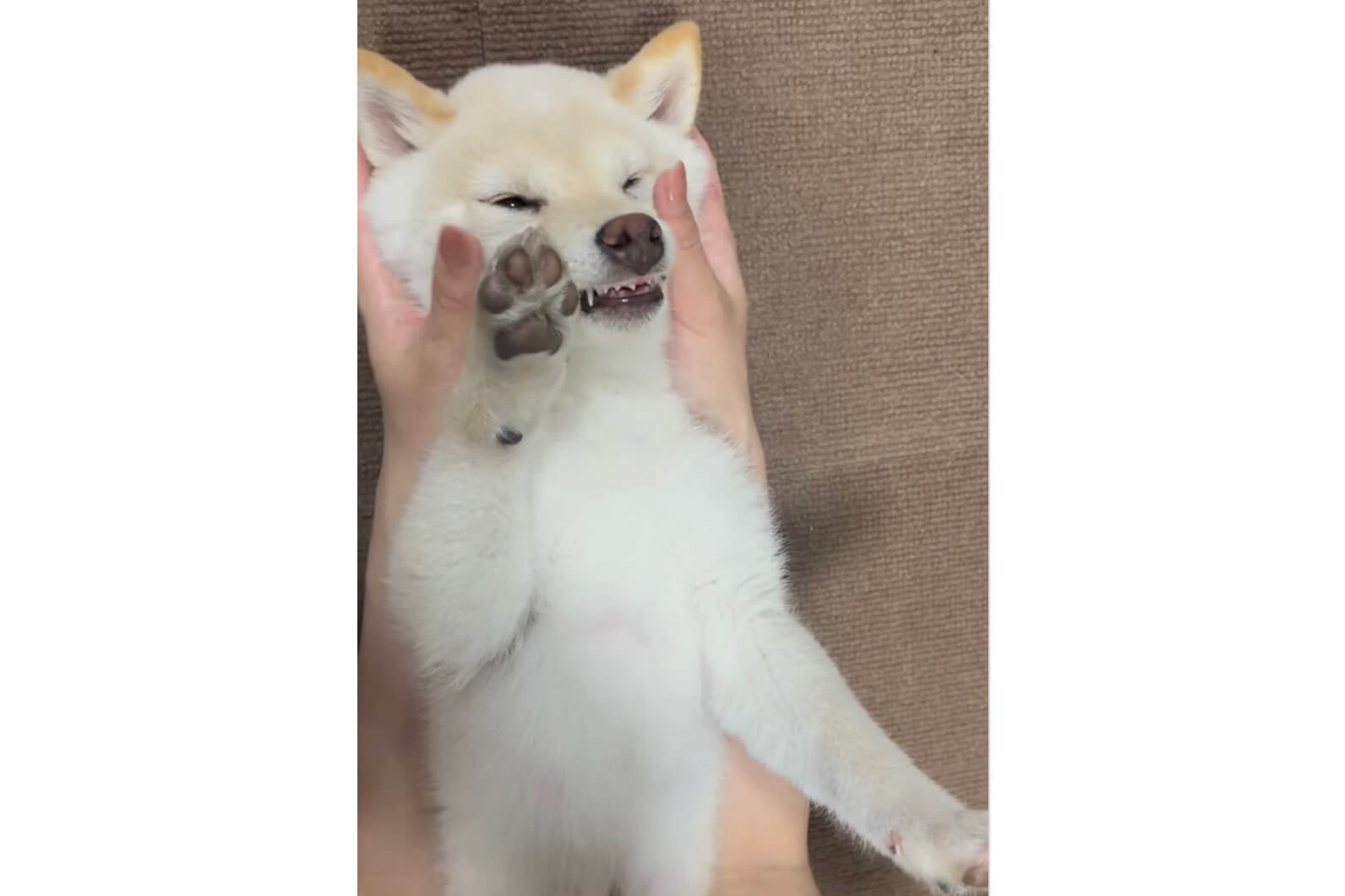 柴犬,動画