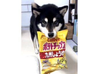 柴犬,動画